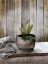 Picture of WOOD GREENS 2