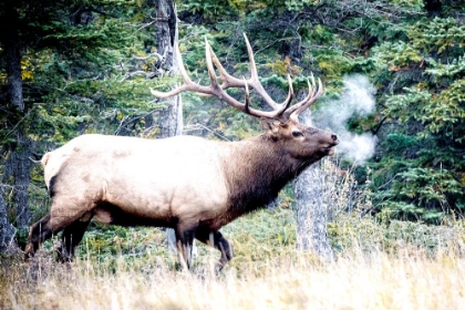 Picture of ELK CALL