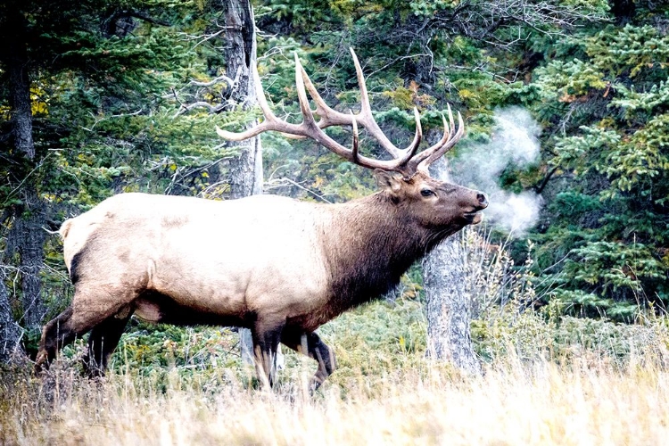 Picture of ELK CALL