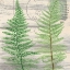 Picture of POSTAGE GREEN 2