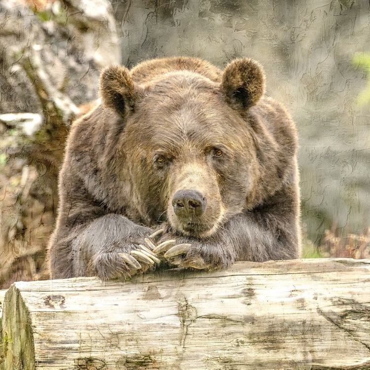 Picture of RESTING