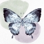 Picture of BUTTERFLY WATERCOLOR 1