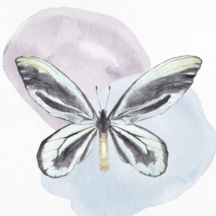 Picture of BUTTERFLY WATERCOLOR 2