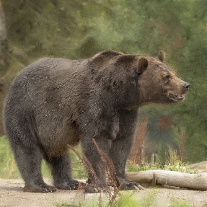 Picture of GRIZZLY