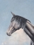 Picture of BLACK HORSE