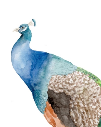 Picture of PEACOCK