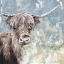 Picture of HIGHLAND COW