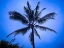 Picture of COOL COCONUT PALM