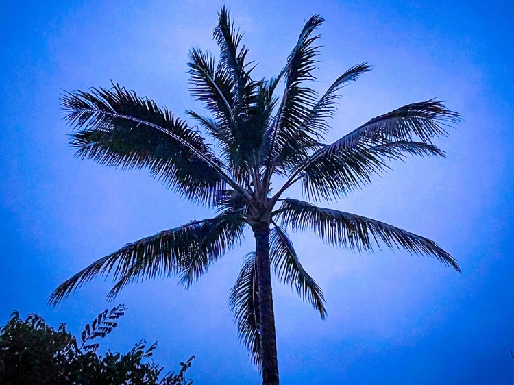 Picture of COOL COCONUT PALM