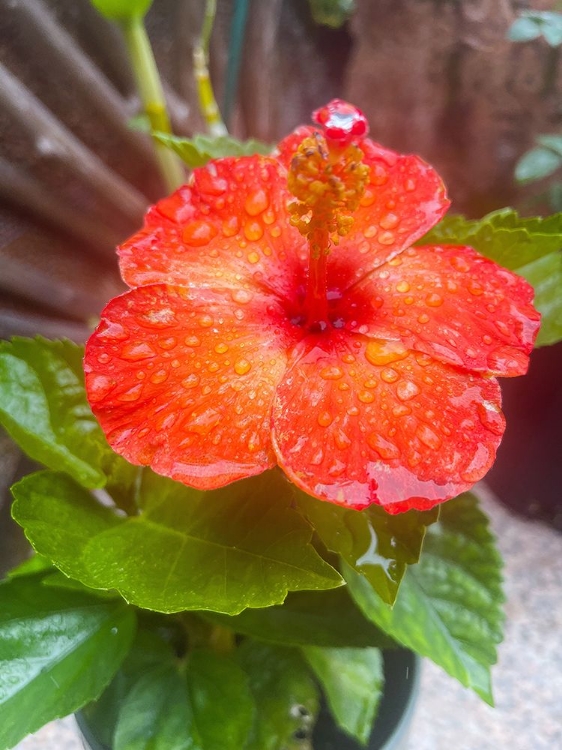 Picture of HIBISCUS RESTING