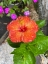 Picture of HIBISCUS RESTING 2