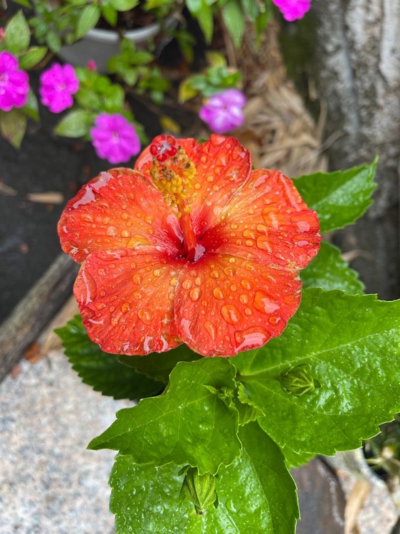 Picture of HIBISCUS RESTING 2