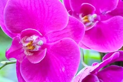 Picture of ORCHID FRIENDS