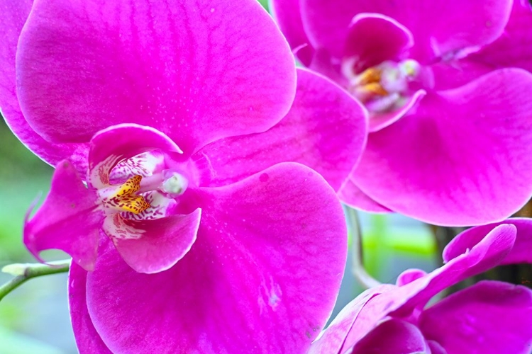 Picture of ORCHID FRIENDS