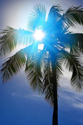 Picture of BLUE RAY PALM