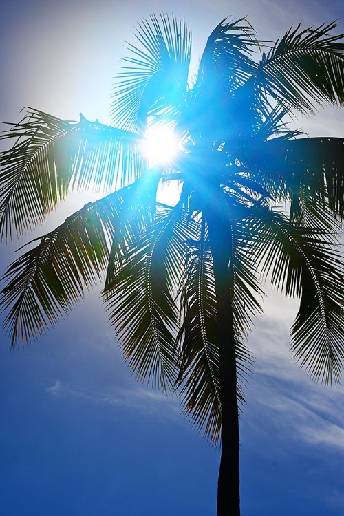 Picture of BLUE RAY PALM