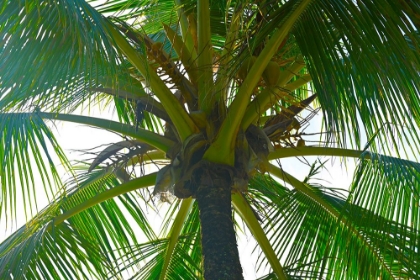 Picture of COCONUT PALM LANDSCAPE