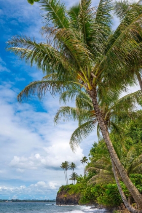 Picture of LEANING PALM