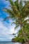 Picture of LEANING PALM