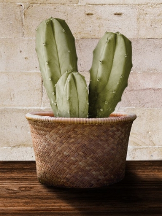 Picture of CACTI IN SUNLIGHT