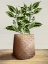 Picture of COZY BOTANICAL 1