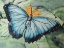 Picture of MORPHO BUTTERFLY