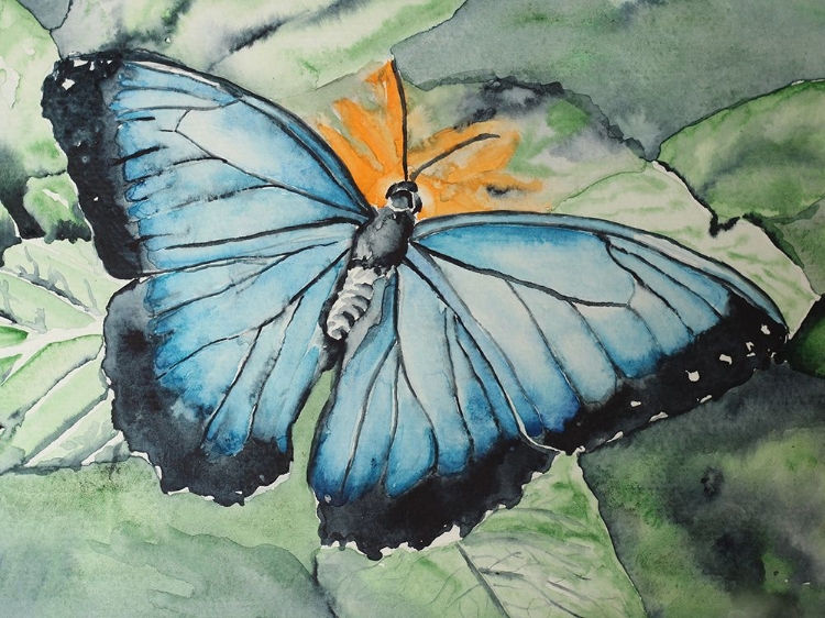 Picture of MORPHO BUTTERFLY