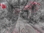Picture of A PEACEFUL PATHWAY