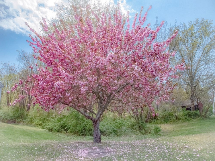 Picture of FULL BLOOM