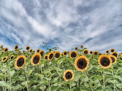 Picture of SUNFLOWER FIELD