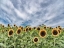 Picture of SUNFLOWER FIELD