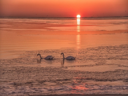 Picture of SUNRISE SWIM