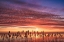 Picture of MARSH SUNRISE
