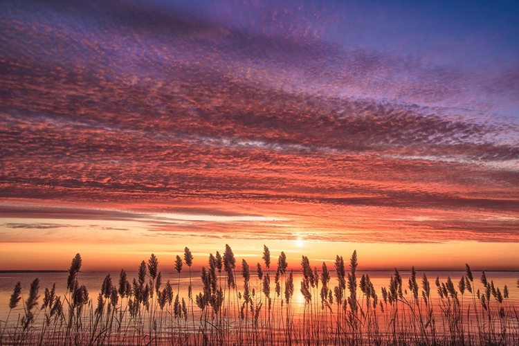 Picture of MARSH SUNRISE