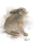 Picture of ANIMAL WOODLAND RABBIT