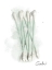 Picture of BATH SWABS