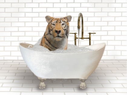 Picture of TIGER IN BATHTUB