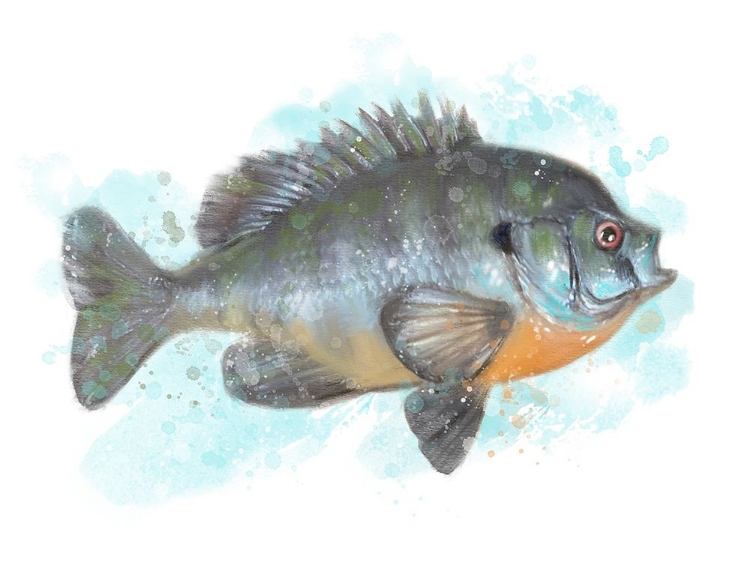 Picture of FISHING BLUEGILL