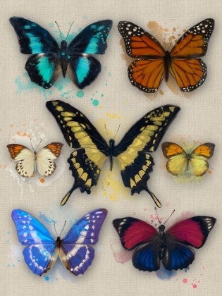 Picture of BUTTERFLIES