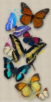 Picture of BUTTERFLIES LONG