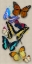 Picture of BUTTERFLIES LONG