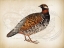 Picture of PHEASANT BIRDS 1
