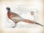 Picture of PHEASANT BIRDS 2