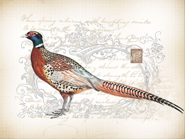 Picture of PHEASANT BIRDS 2