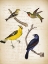 Picture of BIRDS 1