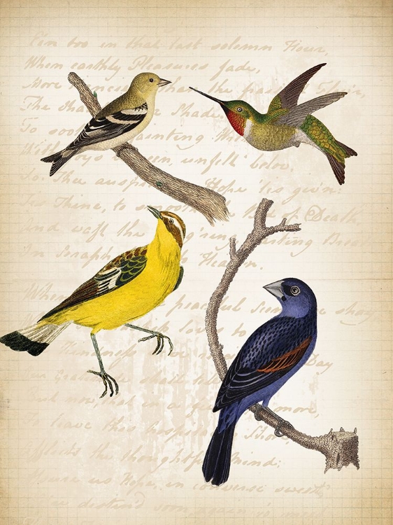Picture of BIRDS 1