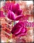 Picture of PINK TULIP