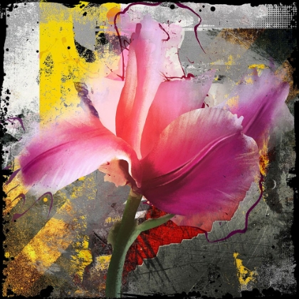 Picture of PINK TULIPA