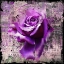 Picture of PURPLE BEAUTY