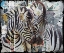 Picture of WILDLIFE ZEBRA